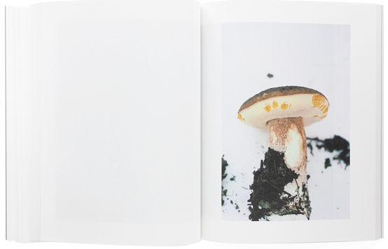 Exhibition] ホンマタカシ/ Symphony その森の子供 mushrooms from the